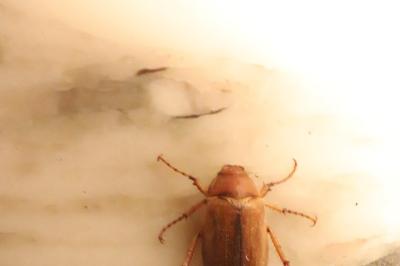 <i>Melolontha</i>