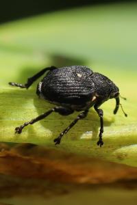 <i>Mononychus punctumalbum</i>
