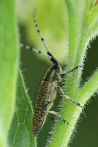 <i>Agapanthia villosoviridescens</i>