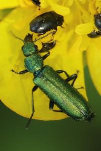 <i>Psilothrix viridicoerulea</i>
