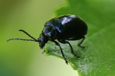 <i>Agelastica alni</i>