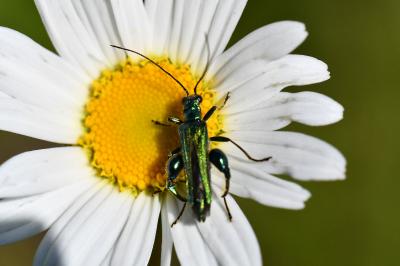 <i>Oedemera nobilis</i>