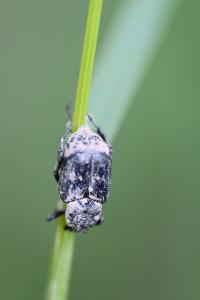 <i>Valgus hemipterus</i>