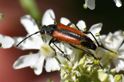 <i>Stenurella melanura</i>