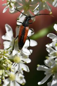 <i>Stenurella melanura</i>