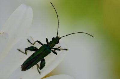 <i>Oedemera nobilis</i>