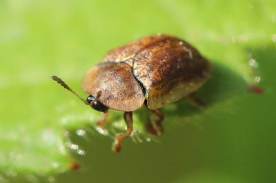 <i>Hypocassida subferruginea</i>