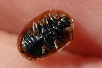 <i>Hypocassida subferruginea</i>