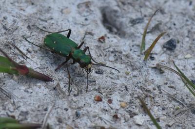 <i>Cicindela campestris</i>