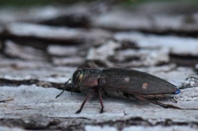 <i>Chrysobothris affinis</i>