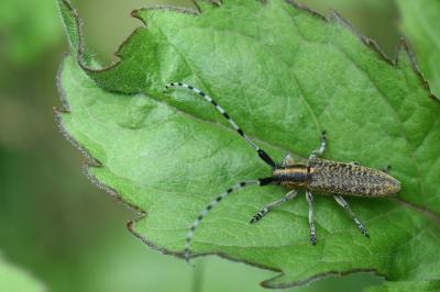 Agapanthia villosoviridescens