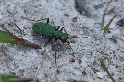 <i>Cicindela campestris</i>