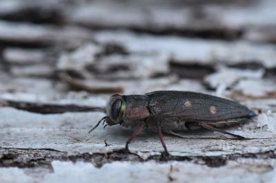 <i>Chrysobothris affinis</i>