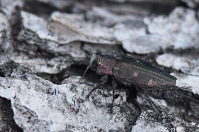 <i>Chrysobothris affinis</i>