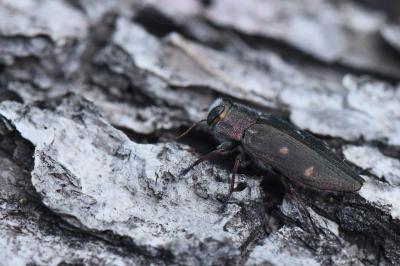 <i>Chrysobothris affinis</i>