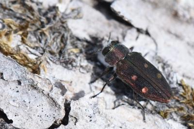 <i>Chrysobothris affinis</i>