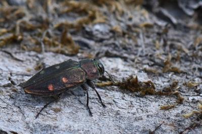 <i>Chrysobothris affinis</i>