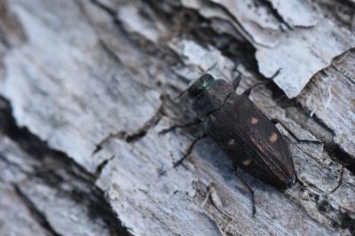 <i>Chrysobothris affinis</i>