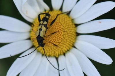 <i>Rutpela maculata</i>