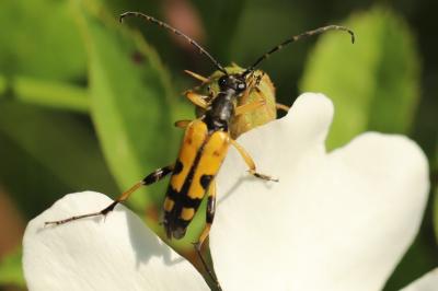 <i>Rutpela maculata</i>