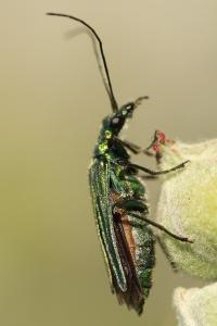 <i>Oedemera nobilis</i>