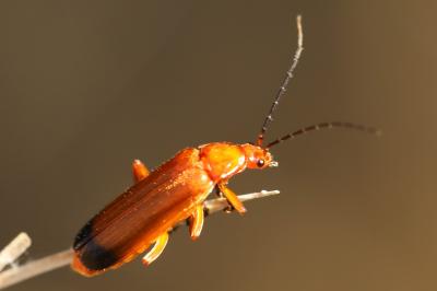 <i>Rhagonycha fulva</i>