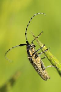 <i>Agapanthia villosoviridescens</i>