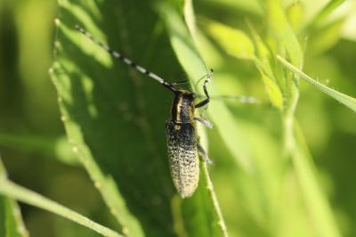 <i>Agapanthia villosoviridescens</i>