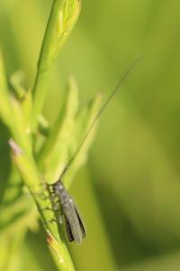 <i>Calamobius filum</i>