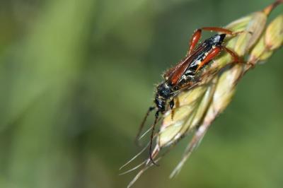 <i>Stenopterus rufus</i>