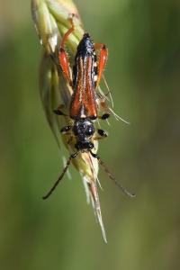 <i>Stenopterus rufus</i>