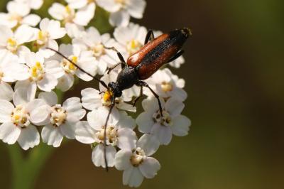 <i>Stenurella melanura</i>
