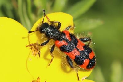 <i>Trichodes alvearius</i>
