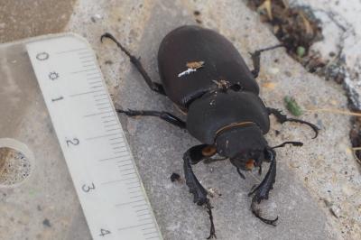 <i>Lucanus cervus</i>