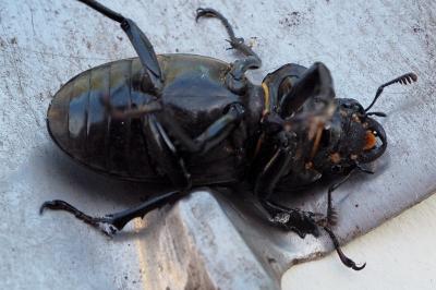 <i>Lucanus cervus</i>