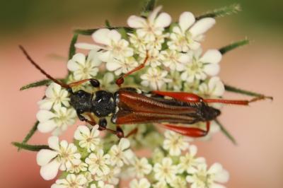 <i>Stenopterus rufus</i>