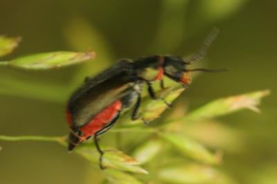 <i>Malachius bipustulatus</i>
