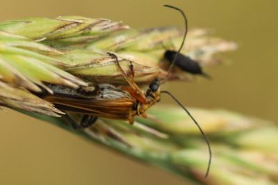 <i>Oedemera podagrariae</i>