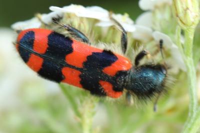 <i>Trichodes alvearius</i>