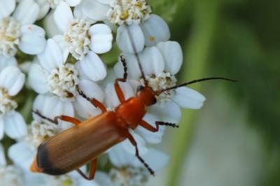 <i>Rhagonycha fulva</i>
