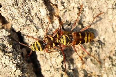 <i>Plagionotus detritus</i>