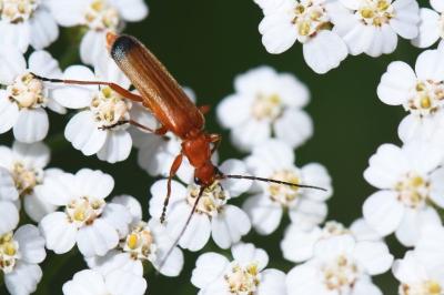 <i>Rhagonycha fulva</i>