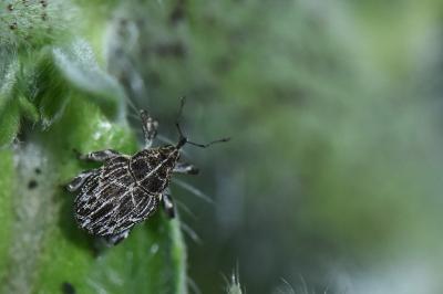 <i>Mogulones geographicus</i>