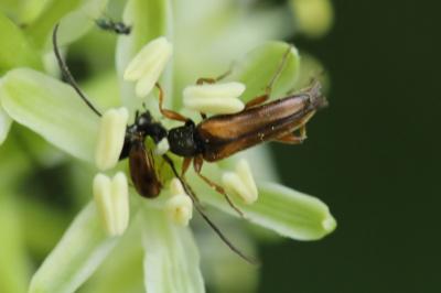 <i>Alosterna tabacicolor</i>