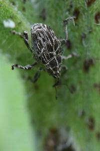 <i>Mogulones geographicus</i>