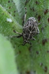 <i>Mogulones geographicus</i>