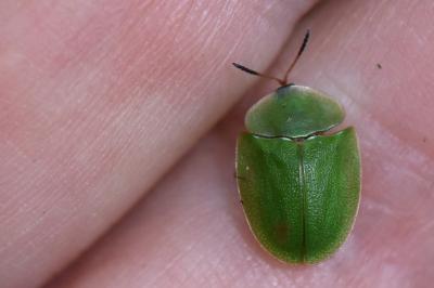 <i>Cassida viridis</i>