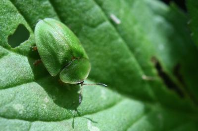 <i>Cassida viridis</i>