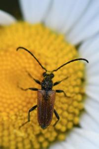 <i>Pseudovadonia livida</i>