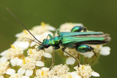 <i>Oedemera nobilis</i>